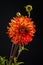 Glowing orange dahlia flower on dark black background