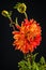 Glowing orange dahlia flower on dark black background