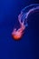Glowing orange jellyfish chrysaora pacifica on deep  phantom blue