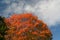 Glowing orange maple tree leaves contrast with bright blue sky above