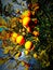 The glowing oranges on the tree are very beautiful and it is a sweet and succulent fruit for the human body. the