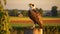 Glowing Osprey On Fence Post: Backlit Photography With Warm Tones