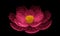 Glowing pink lotus on black background 3D illustration