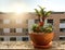 Glowing plants and tiny stone in vase background, Terrace view and sunrise, for copy space