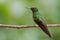 Glowing Puffleg - Eriocnemis vestita