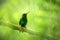 Glowing Puffleg sitting on branch, hummingbird from tropical rain forest,Ecuador,bird perching,tiny beautiful bird resting on tree