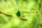 Glowing Puffleg sitting on branch, hummingbird from tropical rain forest,Ecuador,bird perching,tiny beautiful bird resting on tree