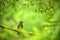 Glowing Puffleg sitting on branch, hummingbird from tropical rain forest,Ecuador,bird perching,tiny beautiful bird resting on tree