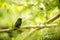 Glowing Puffleg sitting on branch in rain, hummingbird from tropical rain forest,Colombia,bird perching,tiny beautiful bird restin