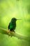 Glowing Puffleg sitting on branch in rain, hummingbird from tropical rain forest,Colombia,bird perching,tiny beautiful bird restin