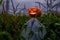 glowing pumpkin scarecrow for halloween on a wide cornfield draw in the night