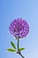 Glowing purple clover flower on sky background