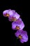 Glowing purple phalaenopsis orchids against dark background