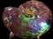 Glowing rainbow seen in fossilized ammonite nacre