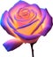 Glowing roses, Close-up image of Glowing roses flower. Ai-Generated.