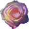 Glowing roses, Close-up image of Glowing roses flower. Ai-Generated.