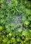 Glowing rounded rain drops on star shape leaves