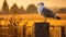 Glowing Seagull On Wooden Post In Lush Field