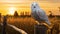 Glowing Snowy Owl Perched On Fence In Golden Sunrise