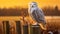 Glowing Snowy Owl Perched On Fence Post At Sunset