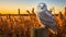 Glowing Snowy Owl Perched On Wooden Post In Lush Cornfield