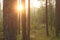 Glowing sun among the trees. Pine tree forest in Latvia. Sunny afternoon in late winter.