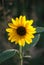 Glowing Sunflower Against Dark Background