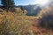 Glowing sunrays over grassy lakeshore with aspen