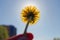 Glowing yellow dandelion covers the sun against the blue sky