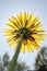 Glowing yellow dandelion covers the sun against the blue sky