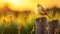 Glowing Yellow Finch Perched On Wooden Fence In Lush Cornfield