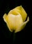 Glowing Yellow and Green Tulip on Black Background