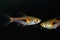 Glowlight Rasbora