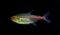 Glowlight Tetra fish