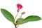 Gloxinia flower