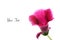 Gloxinia flower isolated