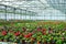 Gloxinia flowering colorful houseplants cultivated as decorative or ornamental flower, growing in greenhouse