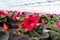 Gloxinia flowering colorful houseplants cultivated as decorative or ornamental flower, growing in greenhouse