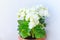 Gloxinia, growing white blooming flowering houseplants with gray wall background, cultivated as indoor decorative or ornamental