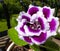 Gloxinia plant with violet-white flowers