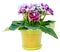 Gloxinia plant with violet-white flowers on white