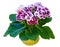 Gloxinia plant with violet-white flowers on white