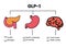 GLP-1 mechanism of action. Glucagon-like peptide target organs