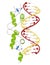Glucocorticoid receptor, DNA binding domain bound to a DNA double strand