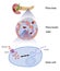 Glucose induces insulin release in beta cells