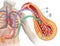 Glucose and Insulin in Diabetes, descriptive illustration which highlights the pancreas and the stomach in the production of gluco