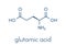 Glutamic acid l-glutamic acid, Glu, E amino acid and neurotransmitter molecule. Skeletal formula.