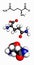 Glutamine (Gln, Q) amino acid, molecular model