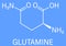 Glutamine or l-glutamine, Gln, Q amino acid molecule. Skeletal formula.