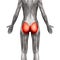 Gluteal Muscles / Gluteus Maximus - Anatomy Muscles isolated on